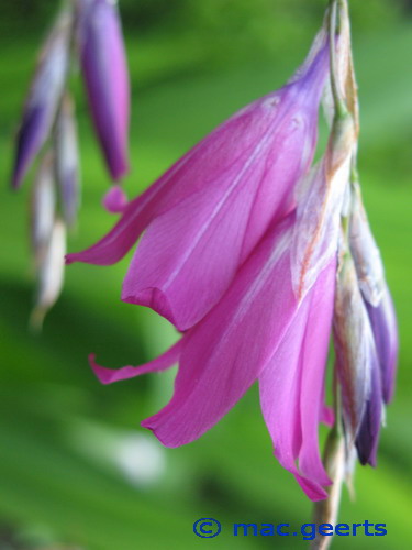 Dierama jucundum